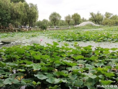 福州哈尔滨太阳岛旅游景点推荐，你去过几个？